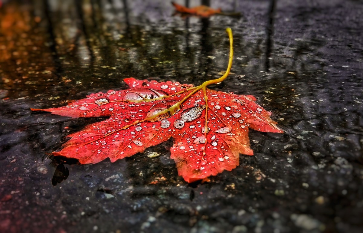 Кленовый лист дождь