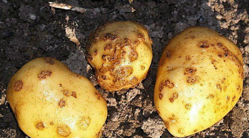 Урожаю картофеля угрожает золотистая нематода