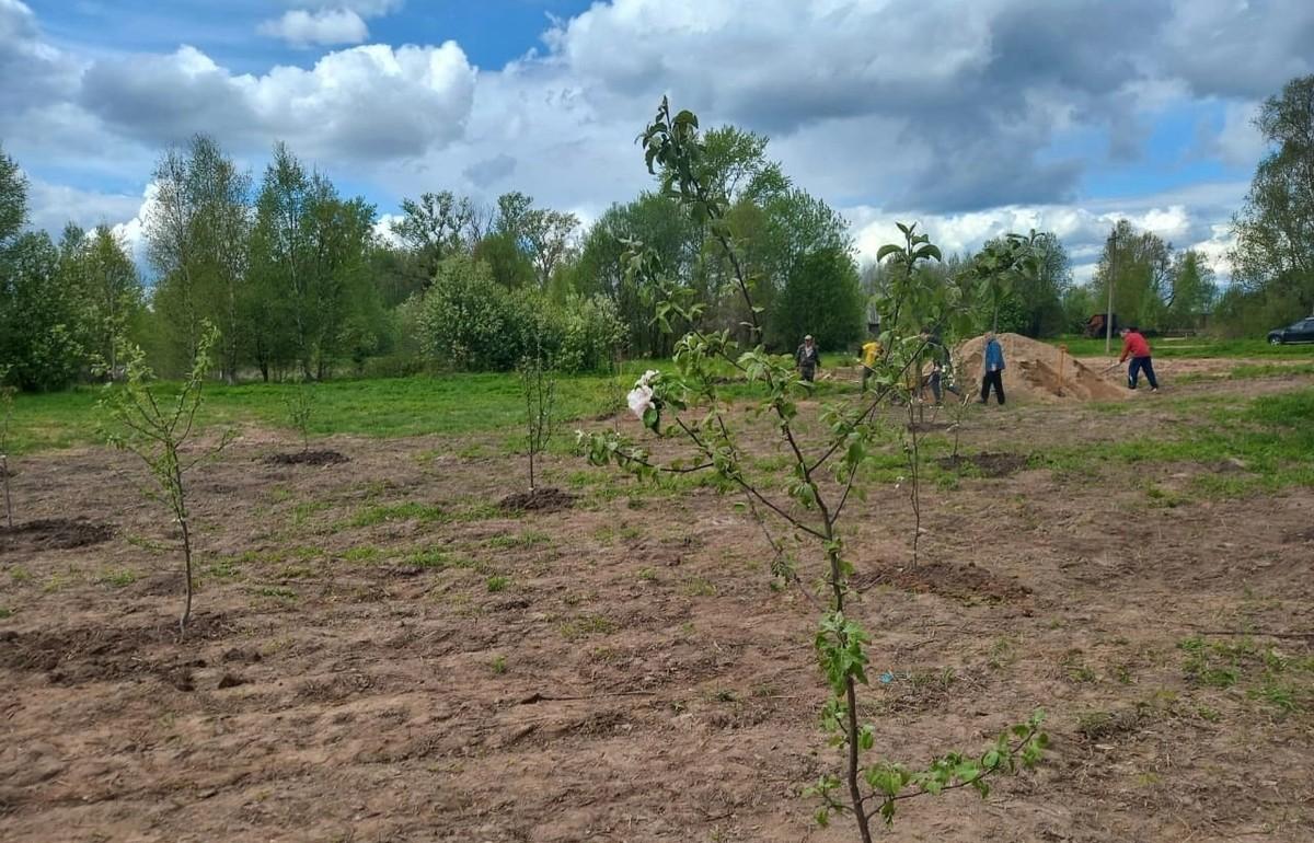 В Бежецком районе волонтеры воссоздают яблоневые сады в память о Николае Гумилеве и Анне Ахматовой - новости Афанасий