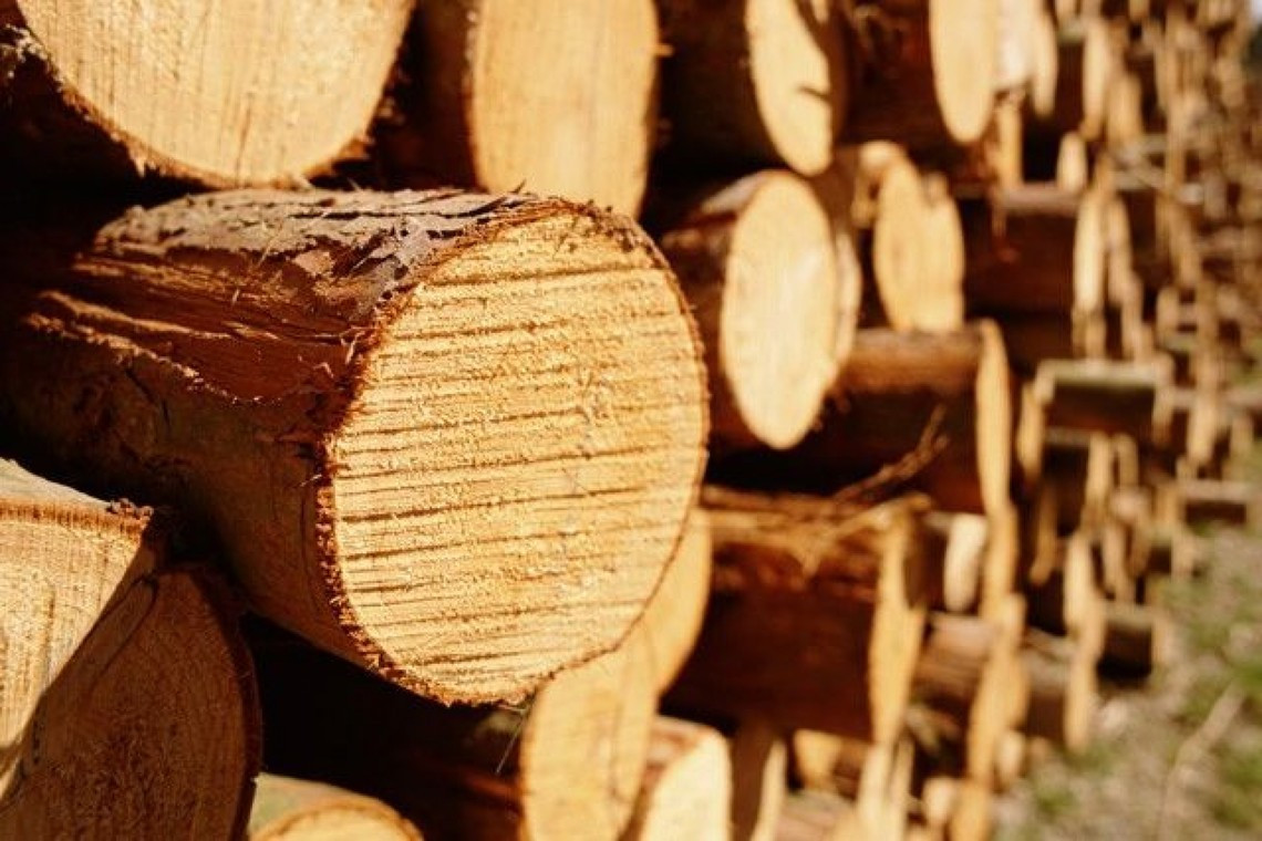 В Тверской области выявлены случаи продажи лесоматериала из карантинных зон