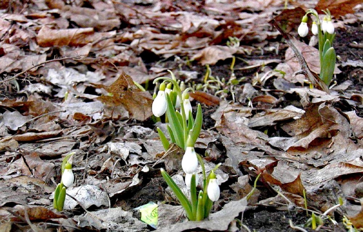 В Тверской области наступила самая красивая фенологическая весна