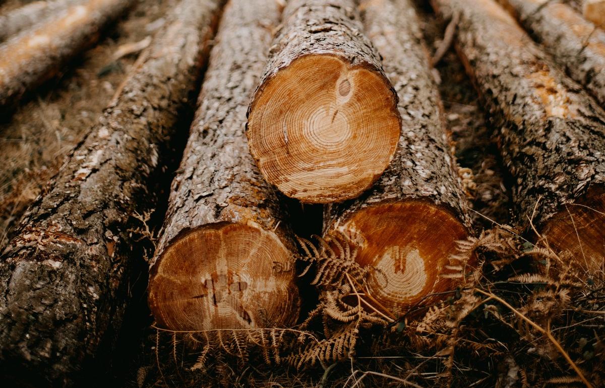 В Тверской области будут судить чиновника, разрешившего вырубать деревья в природном заказнике 