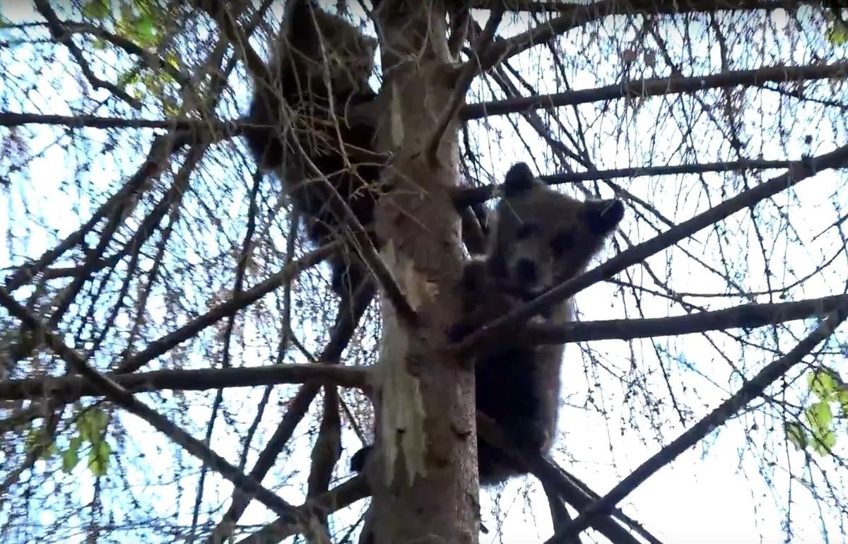 Медвежонок Веснушкин с больной лапой с помощью тверских биологов и друга научился лазать по деревьям - новости Афанасий