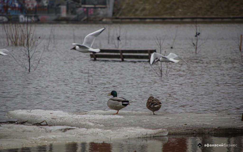 МЧС предупреждает: вода в озере Селигер приближается к критической отметке