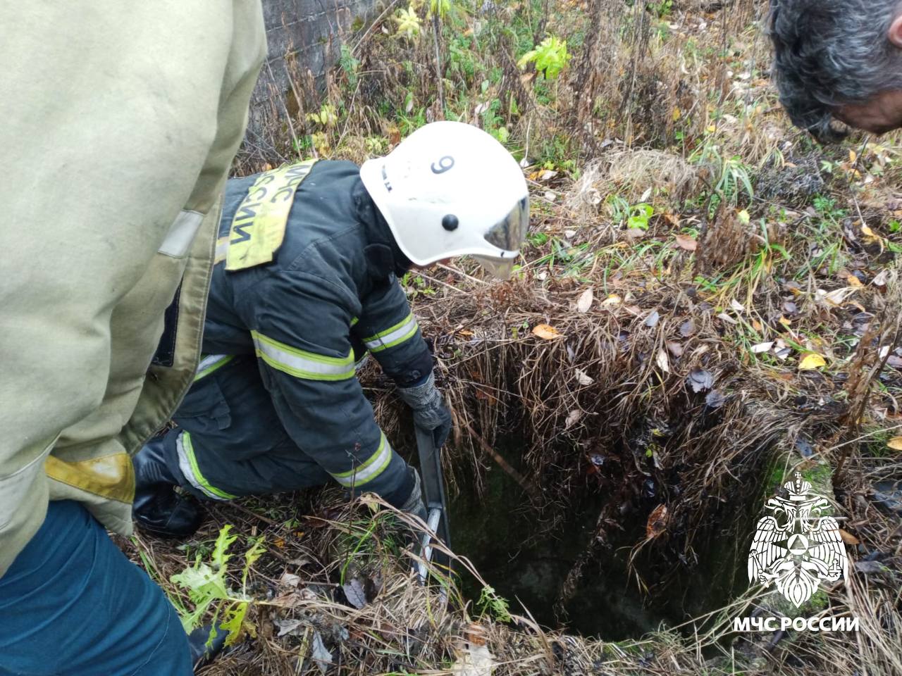 В Вышнем Волочке в колодец провалились две собаки