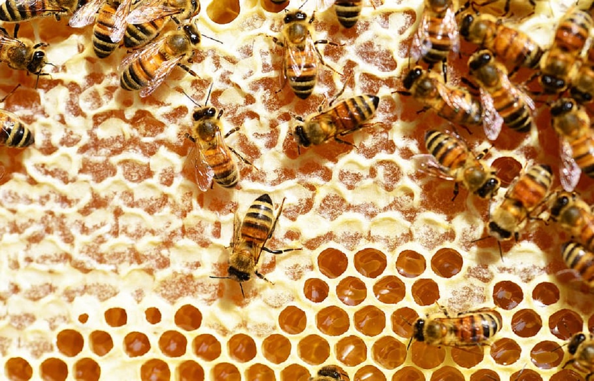 Все, что необходимо знать о ветеринарных правилах при разведении пчел