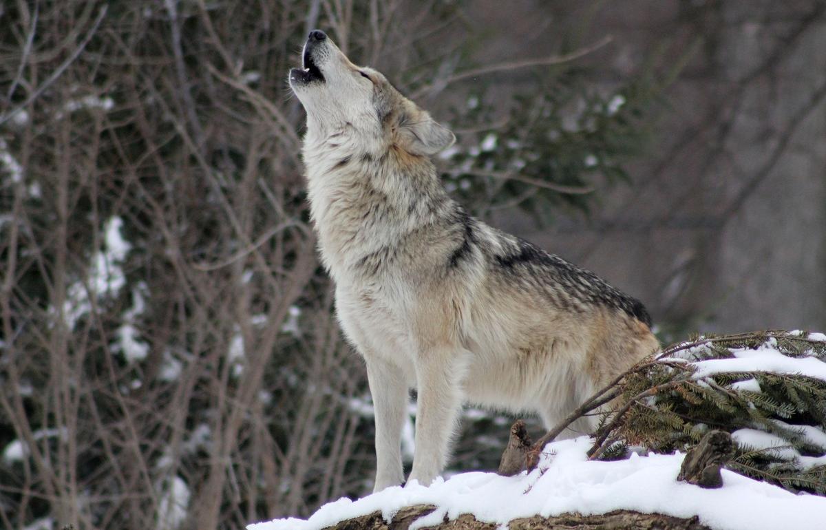Бешеного волка застрелили в Кашинском округе