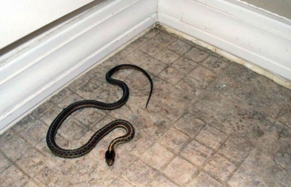 Змею ловили ночью в квартире жителей Тверской области