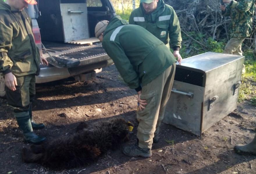 Еще одного медвежонка отправили в приют в Тверскую область