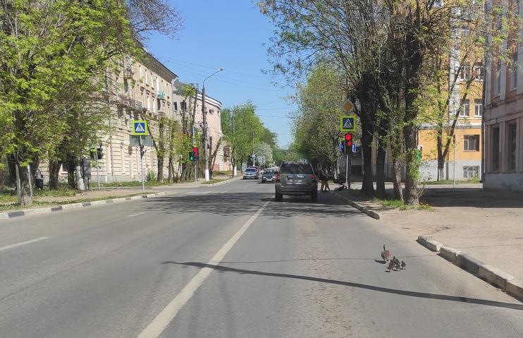 В центре Твери вместе с машинами по дорогам двигаются утка и 8 утят