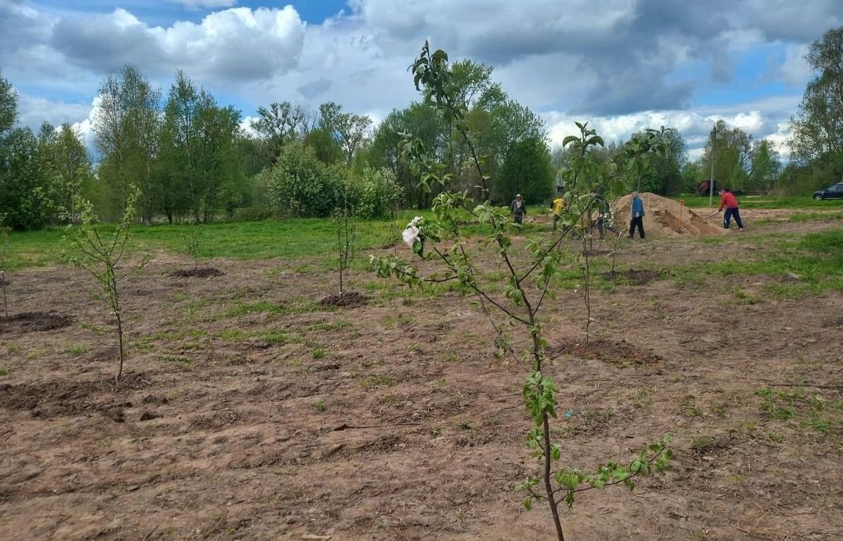 В Бежецком районе волонтеры воссоздают яблоневые сады в память о Николае Гумилеве и Анне Ахматовой 