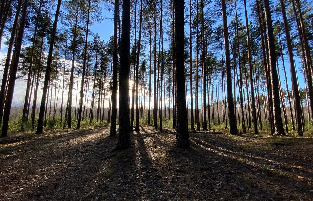В Тверской области лесные земли незаконно передали в собственность гражданину - новости Афанасий