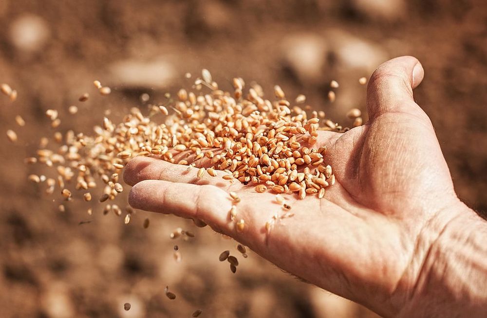 Государство проверяет производителей зерна - новости Афанасий