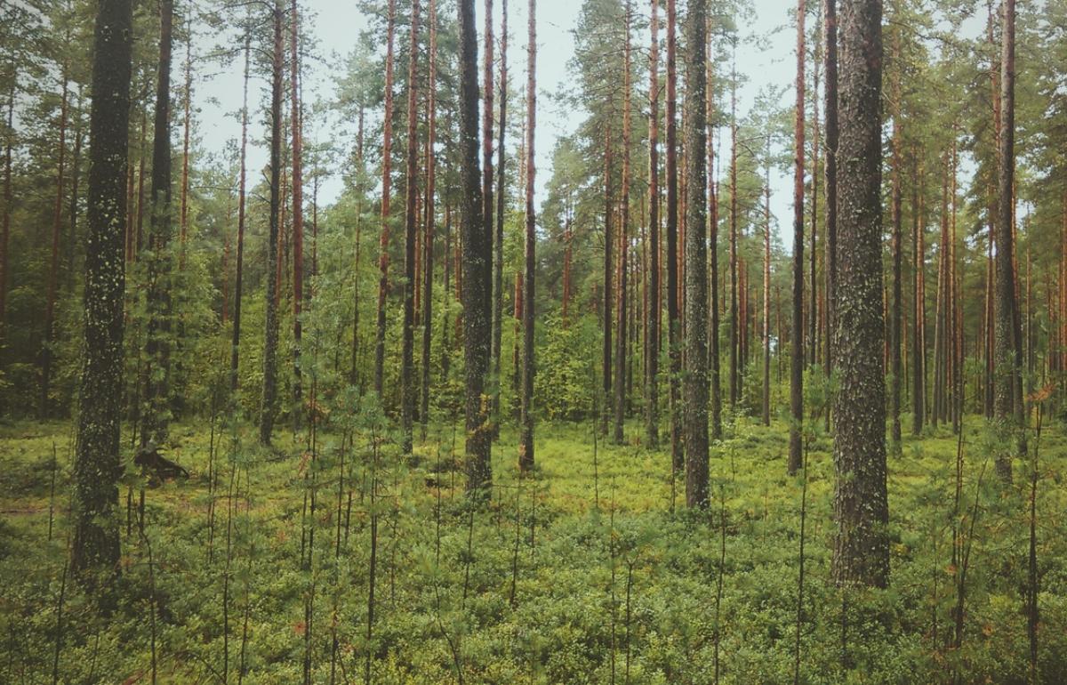В Россельхознадзоре рассказали о лесных вредителях в Тверской области