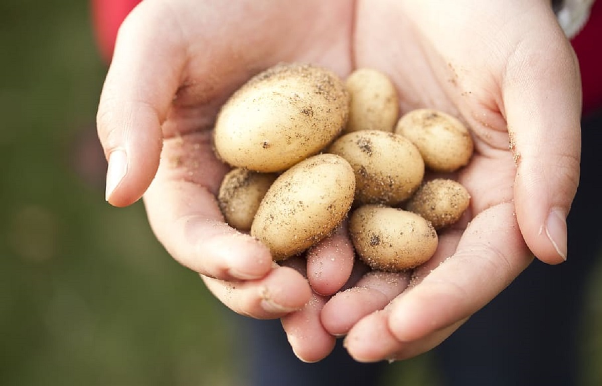 В Тверской области значительно подорожал картофель