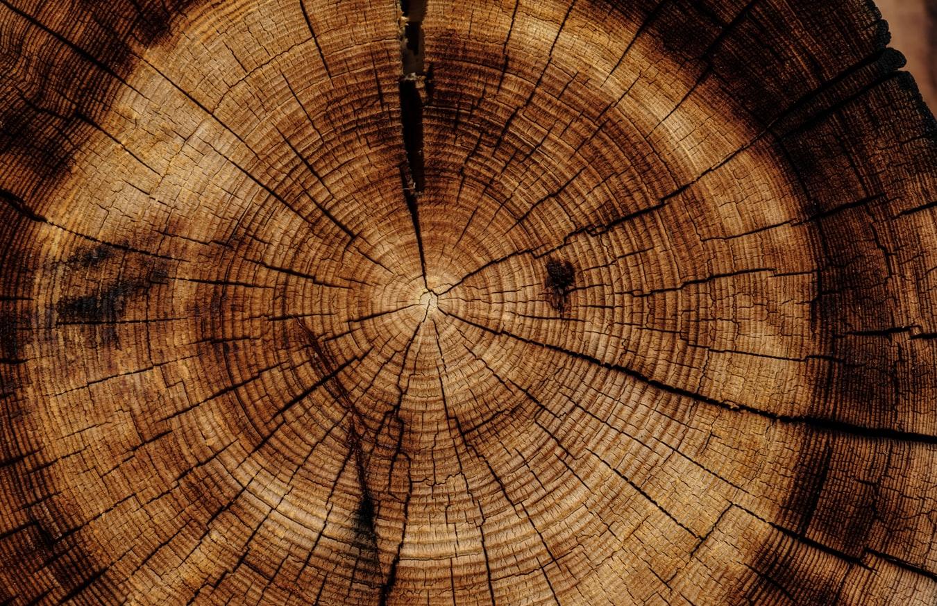 Тверскую древесину обеззаразят перед отправкой в Китай