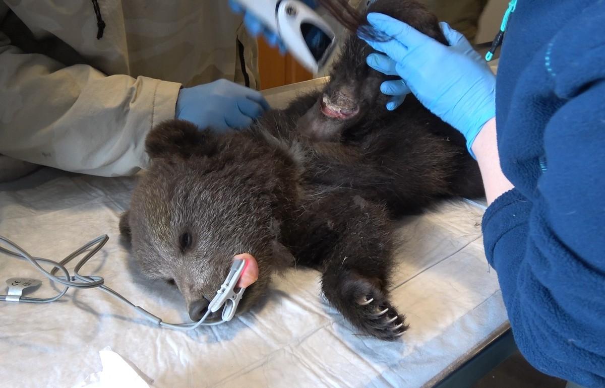 Раненого медвежонка Веснушкина, найденного в Тверской области, лечат в Центре Пажетновых