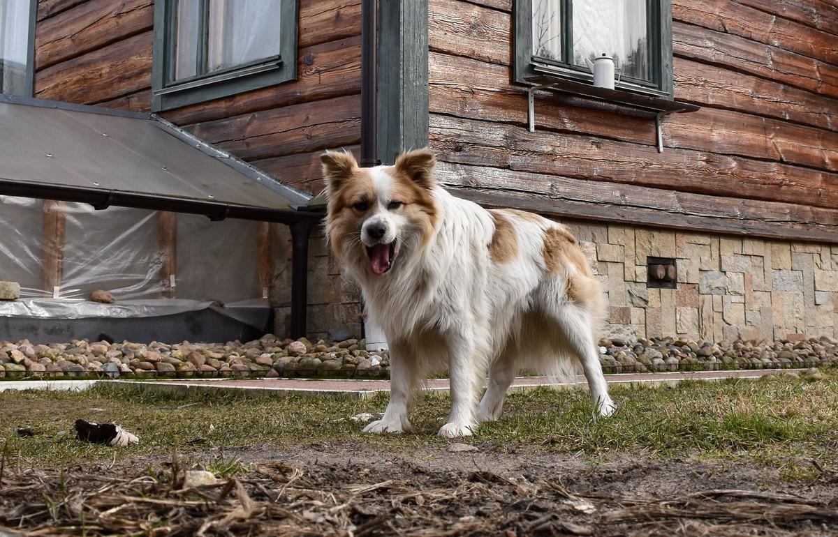 В Торжке у домашней собаки обнаружили бешенство - новости Афанасий