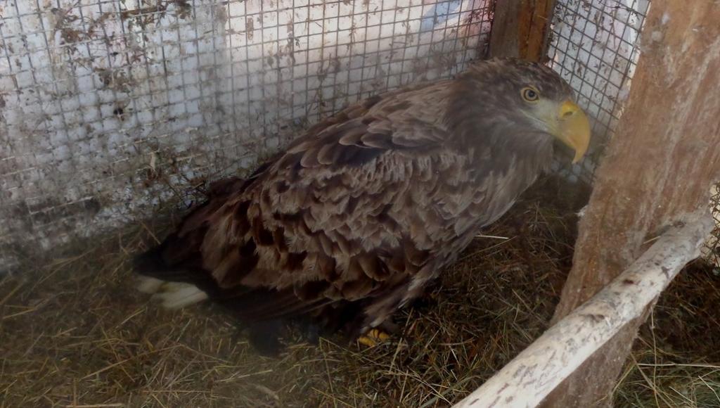 Погиб еще один орлан, найденный в Тверской области