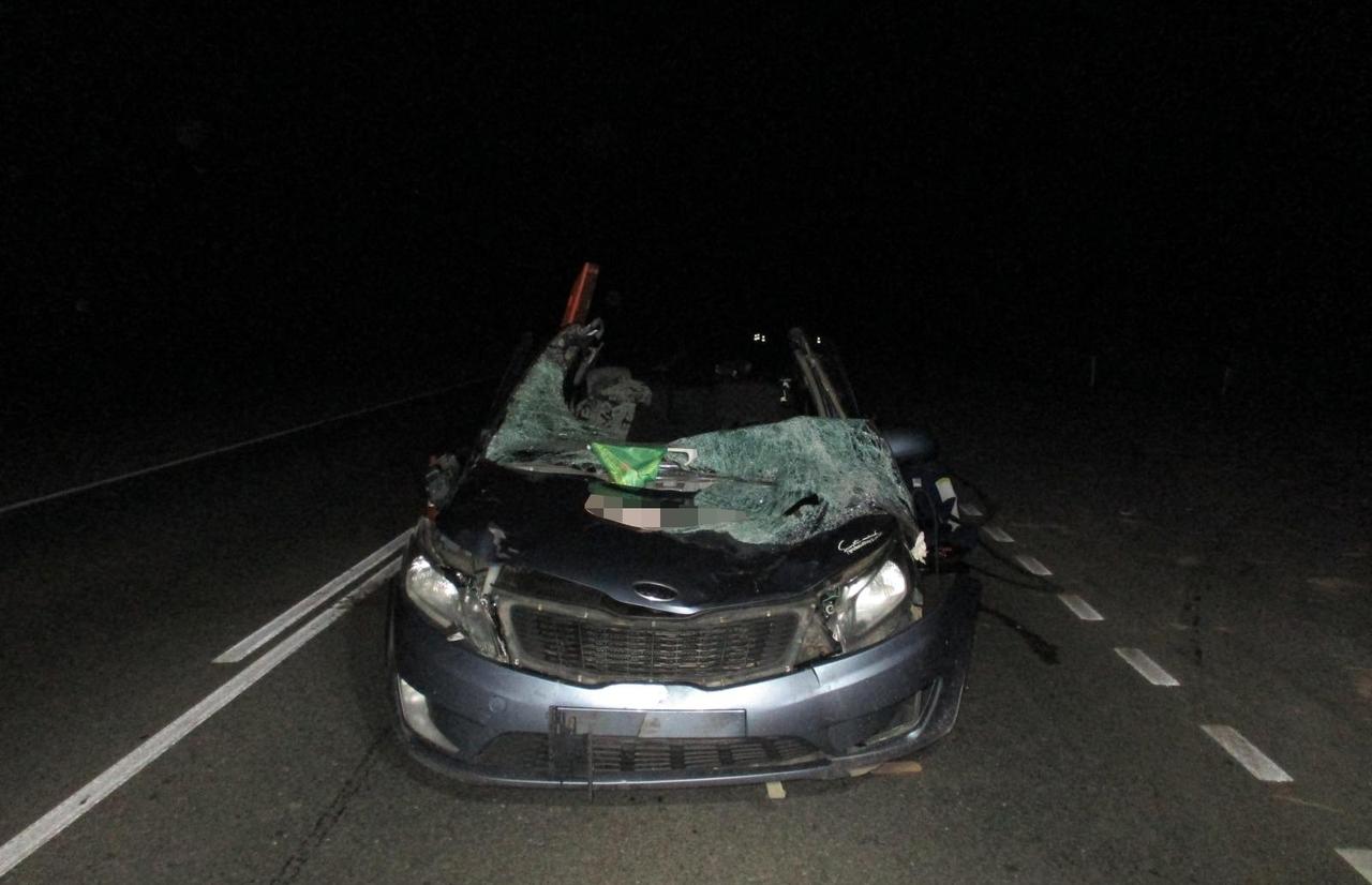 Водитель погиб, трое детей пострадали в ДТП с лосем  - новости Афанасий