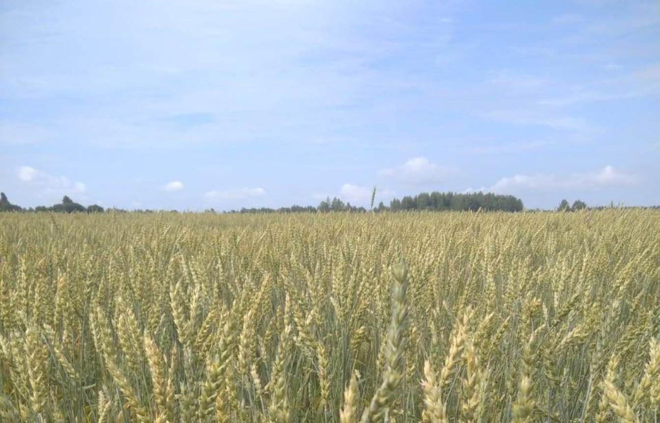 50 гектаров полей пшеницы «Бежецк–Агро» проверил Россельхознадзор