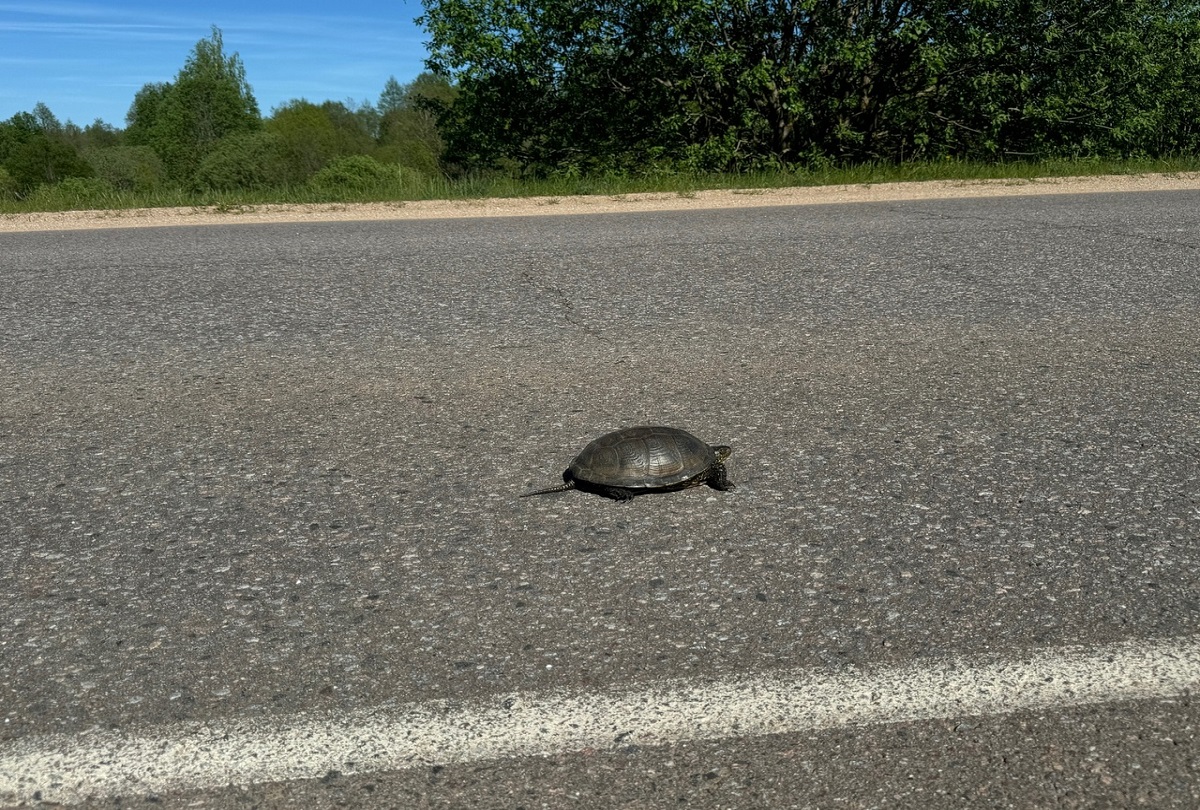 На дорогах Ржева замечены черепахи