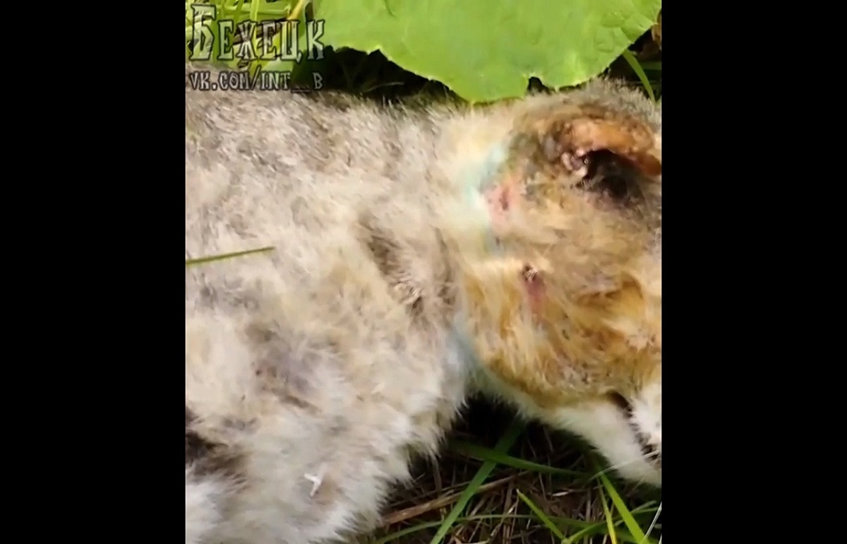 В Бежецком районе котов расстреливают из пневматики