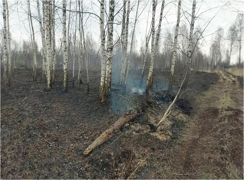 В Тверской области пожарные тушили тлеющий торф