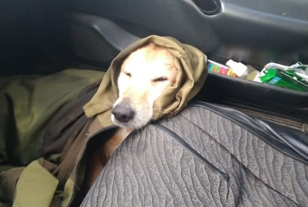 Тонущую собаку спасли в Вышнем Волочке Тверской области