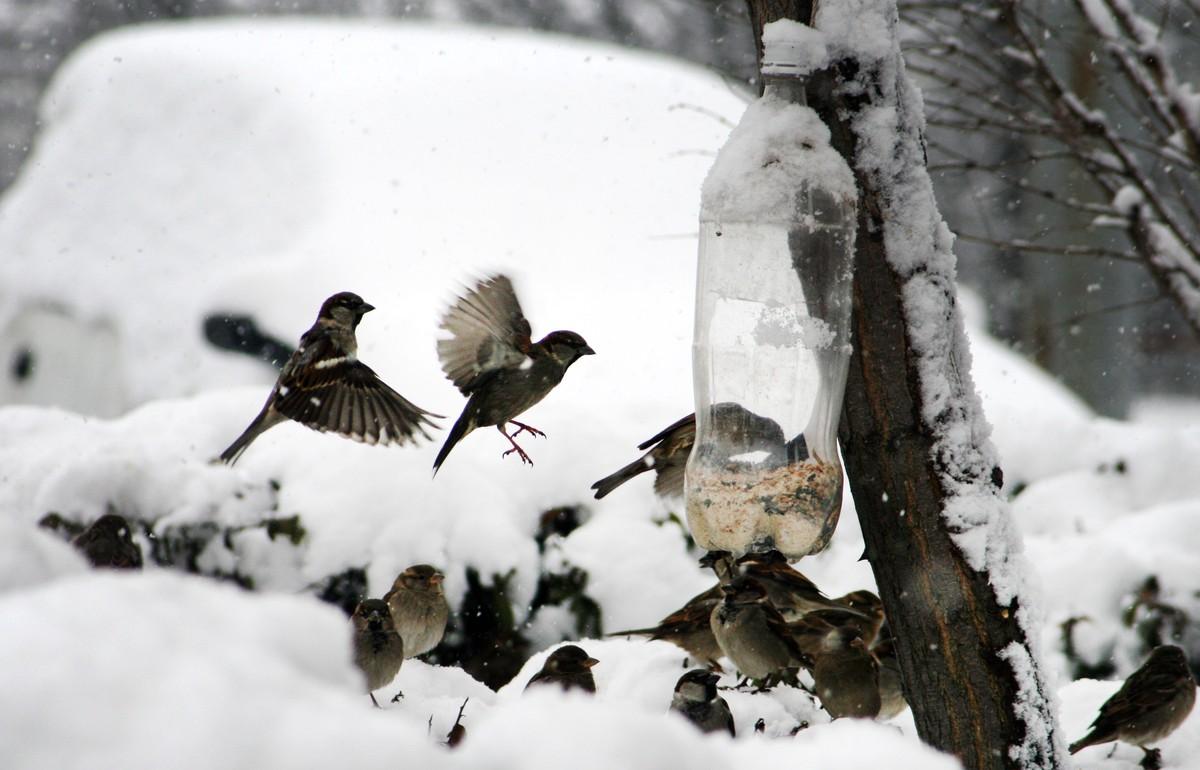 Жителям Тверской области предлагают покормить птиц и поучаствовать в конкурсе Фото: pxhere.com