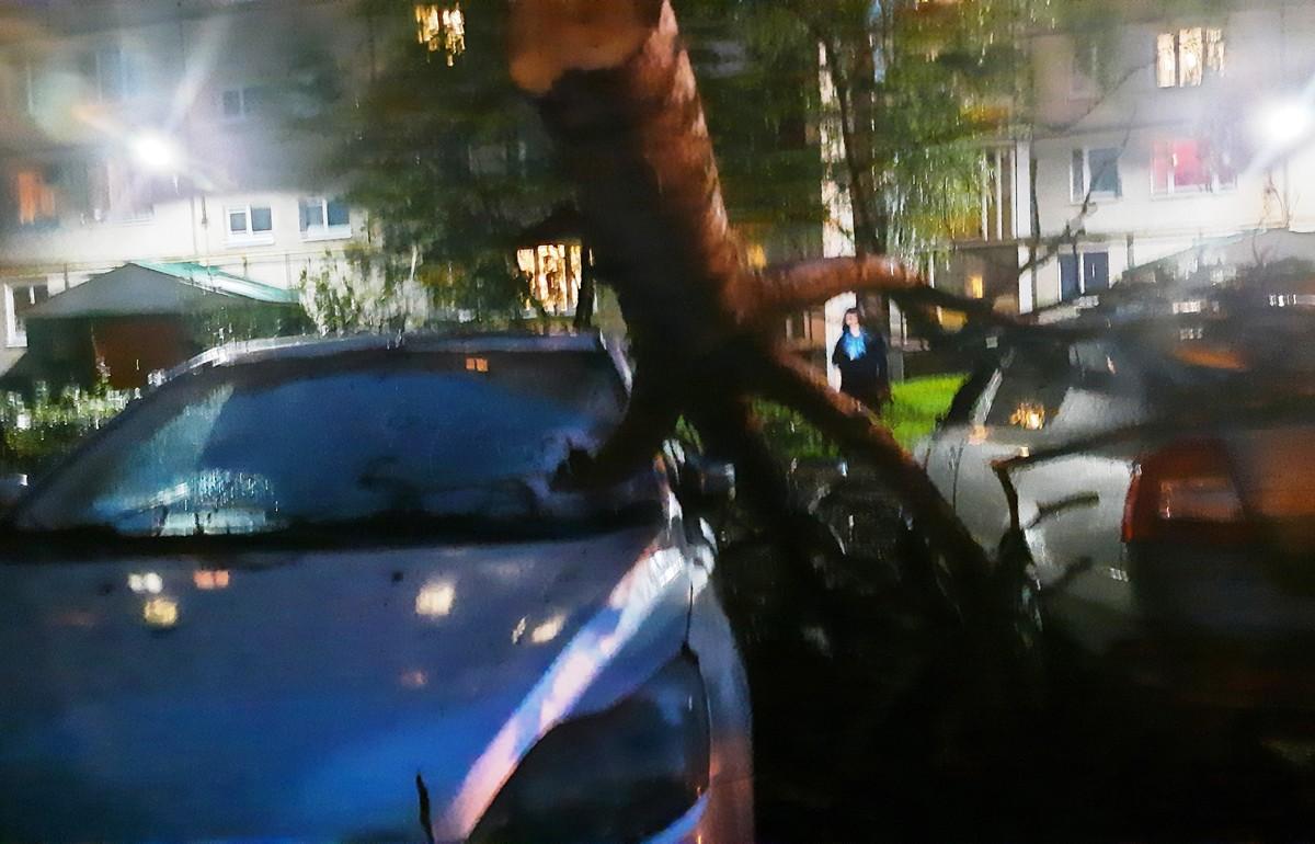 Сильный ветер повалил старое дерево на машины в Конаково Тверской области