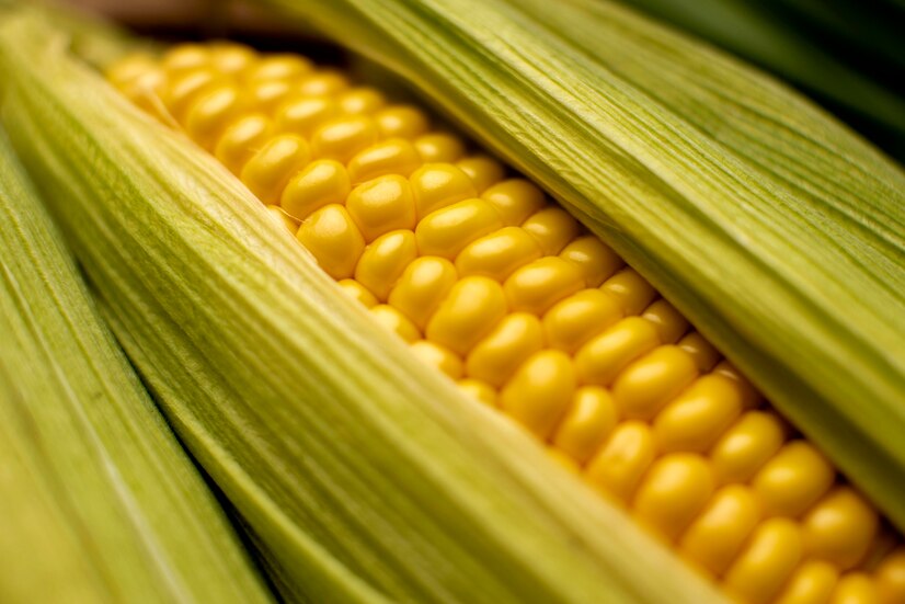 Аграриям напомнили об опасном заболевании кукурузы 
