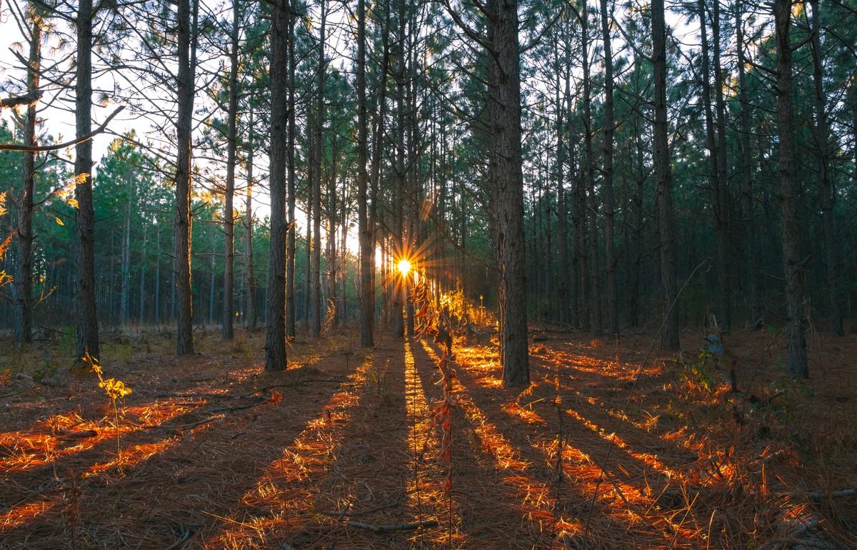 В Тверской области через суд в госсобственность вернули почти 2 гектара земель лесного фонда