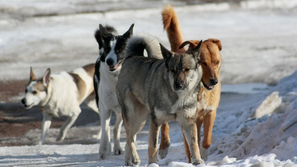 Жители Тверской области снова жалуются на агрессивных собак