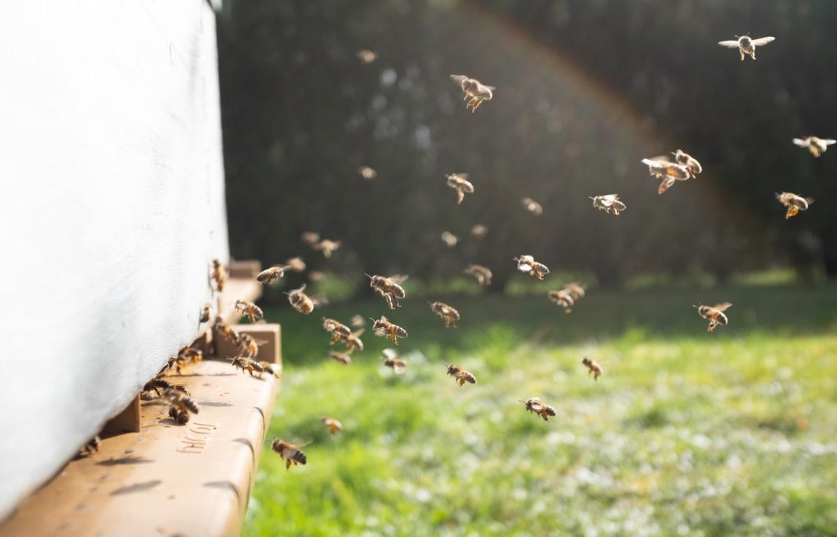 Россельхознадзор выявил нарушения при содержании пчел на пасеке - новости Афанасий