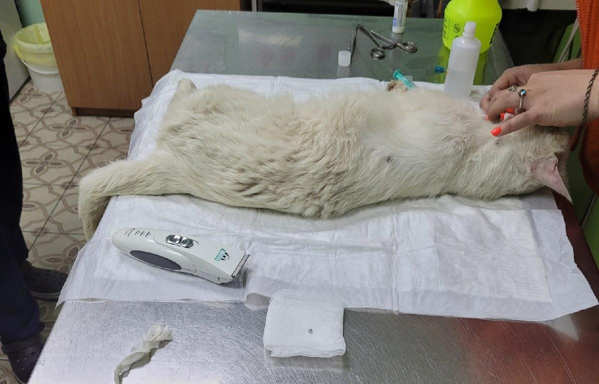 Кота, получившего пулю в лоб, спасли волонтеры в Торжке Тверской области