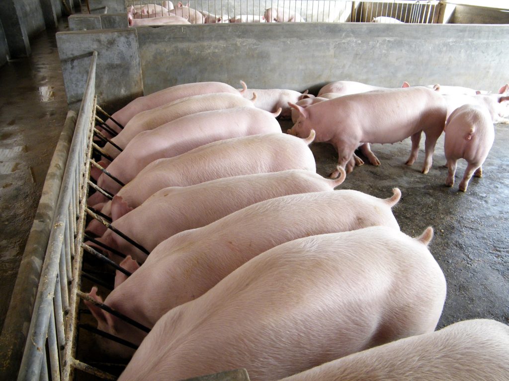 За нарушение ветеринарного законодательства владелец свиней привлечен к административной ответственности