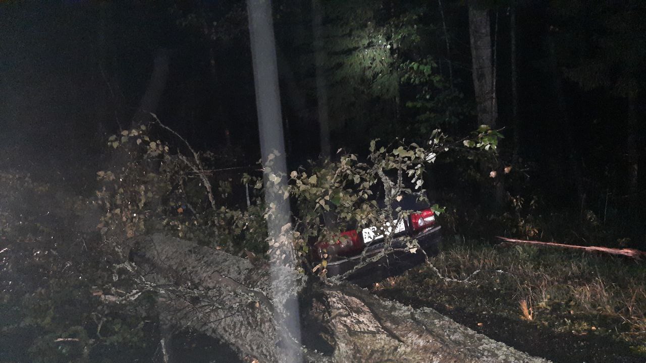 В Тверской области водитель легковушки врезался в упавшее на дорогу дерево - новости Афанасий