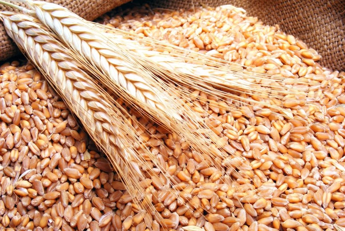 Опасное зерно - опасные штрафы - новости Афанасий
