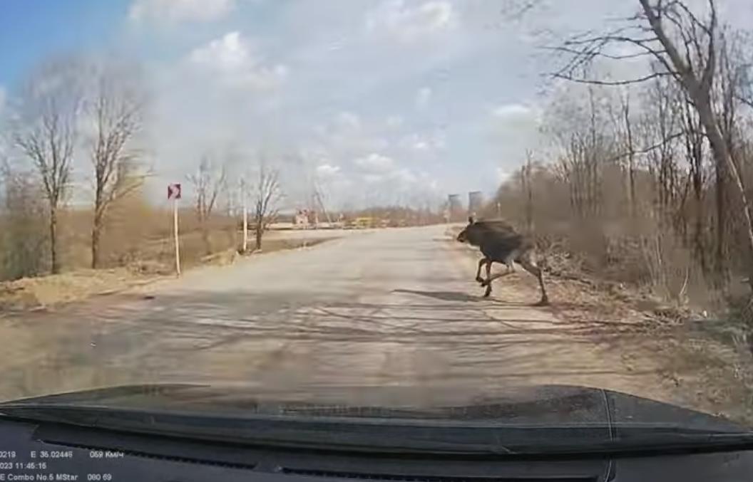 В Тверской области новые тормозные колодки спасли и лося, и водителя от неприятностей