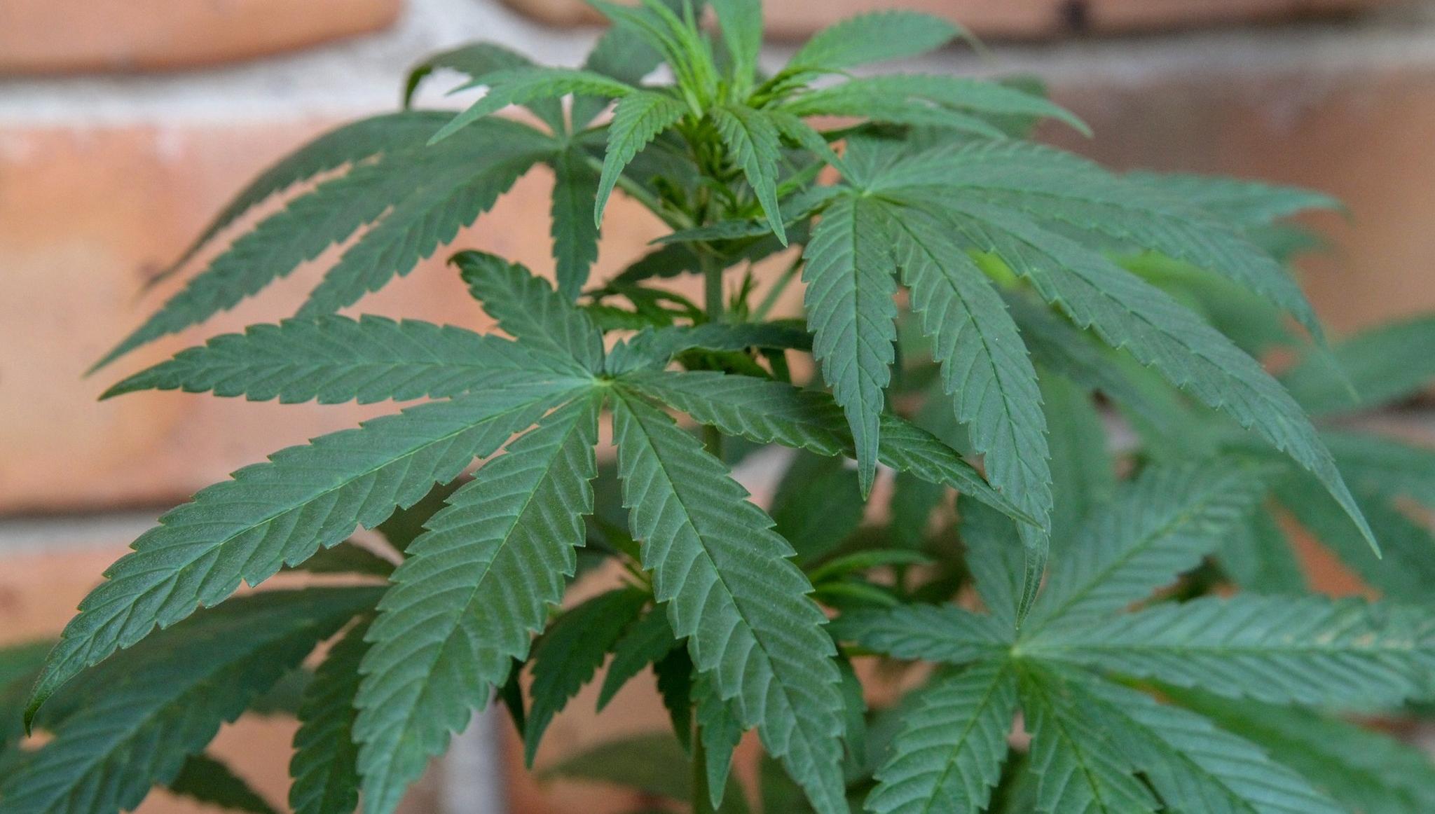 Любитель марихуаны в Тверской области подарил часть «урожая» участнику проверочной закупки