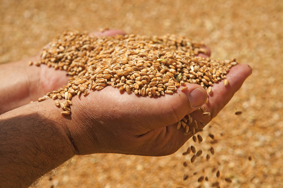 Тверским агрономам рассказали об опасном вредителе зерна