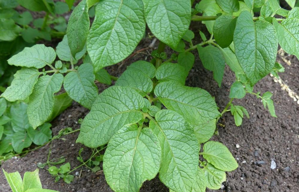 В семи районах Тверской области упразднили карантинные фитосанитарные зоны по золотистой картофельной нематоде