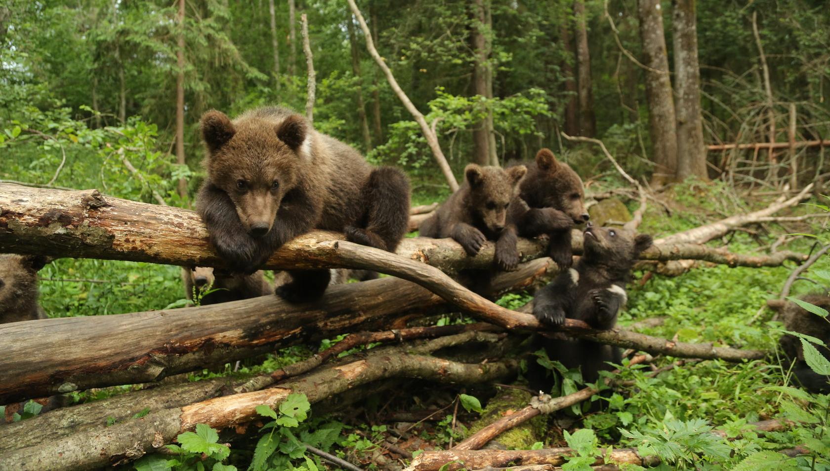 Жители Тверской области могут помочь проекту по спасению медвежат-сирот получить премию «Хрустальный компас»