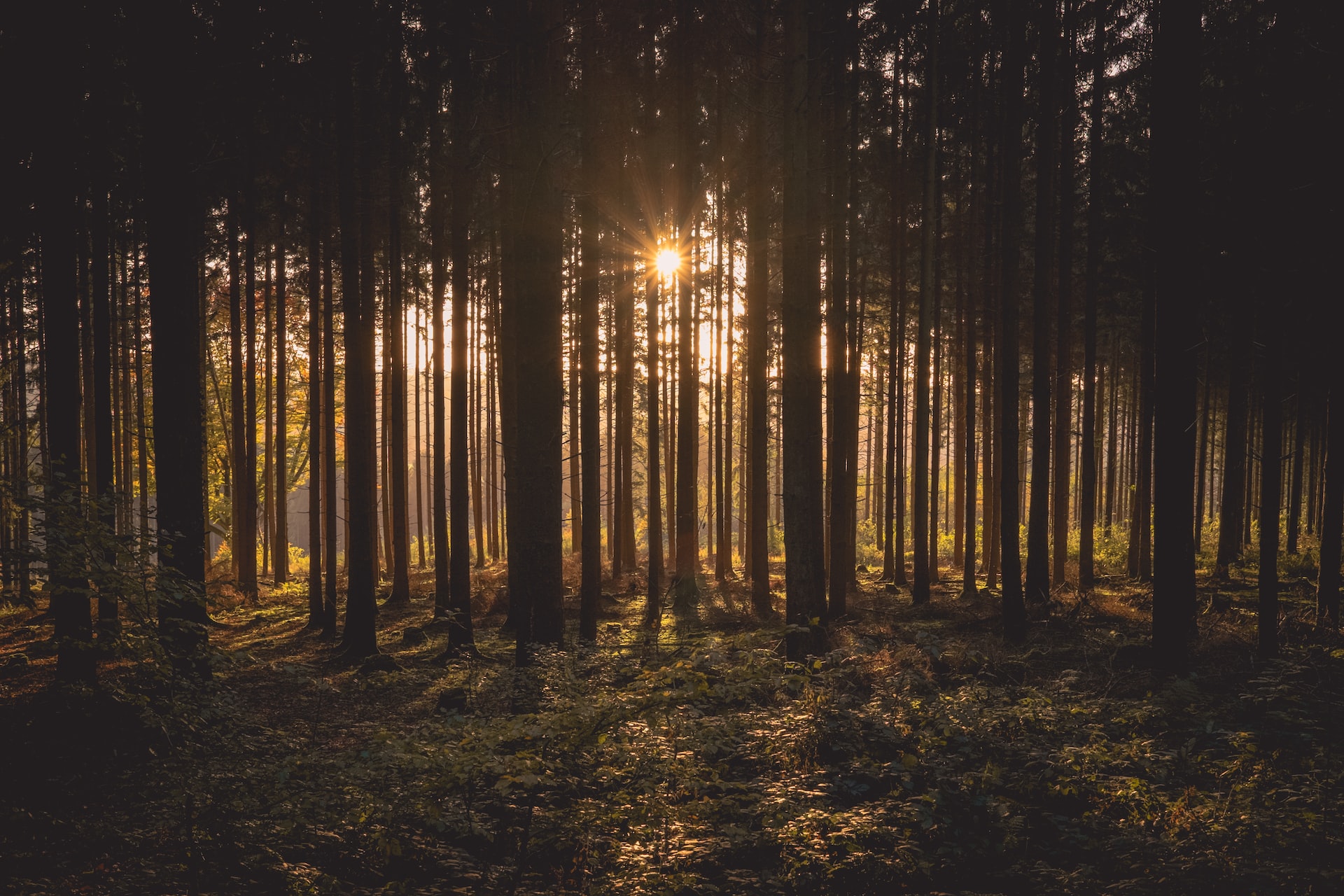 В Тверской области введены ограничения на посещение лесов 
