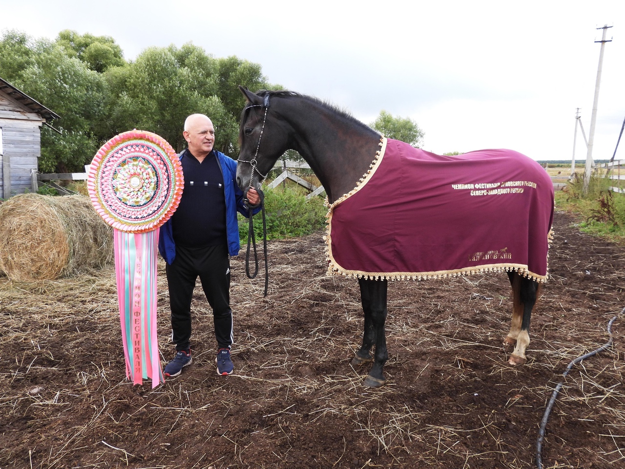 Самым красивым орловским рысаком признана лошадь из Тверской области - новости Афанасий