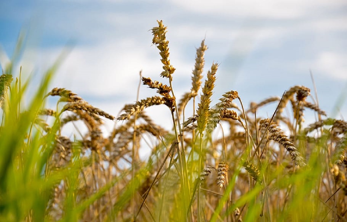 В Тверской области проконтролировано уже более 60 тыс. гектаров сельхозземель