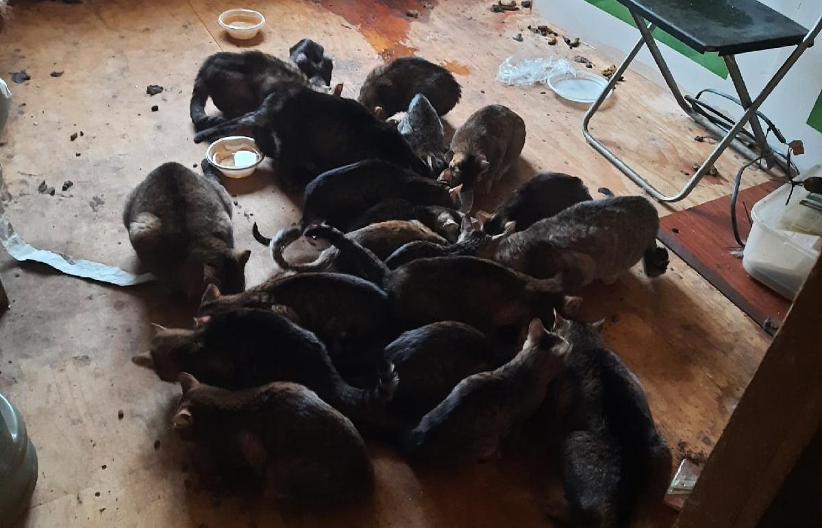 В Твери нашли квартиру с 22 кошками, хозяин которых умер  - новости Афанасий