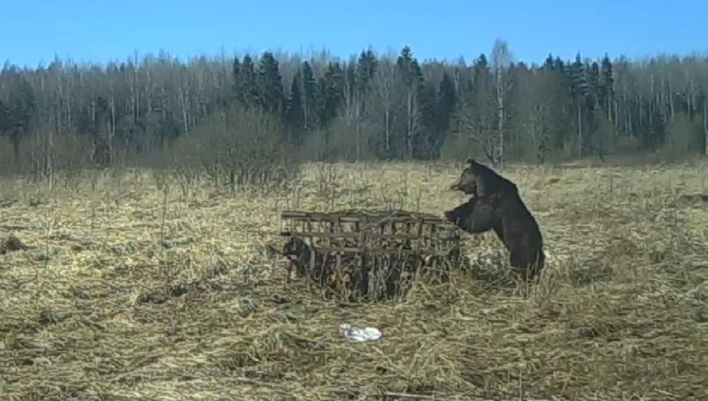 Жителям Тверской области предлагают полюбоваться медведем в дикой природе
