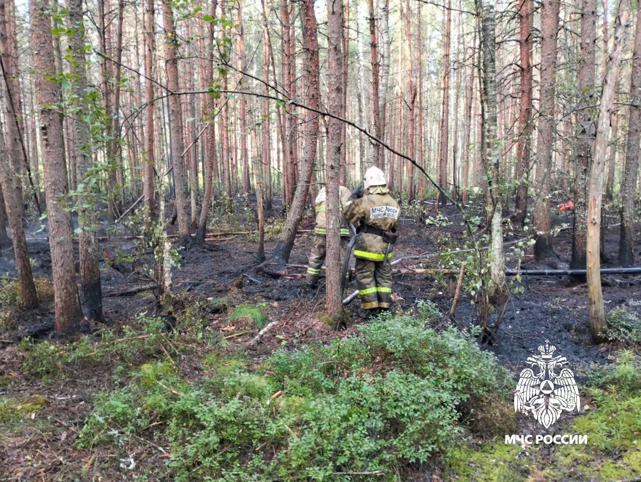 В Калязине сотрудники МЧС предотвратили лесной пожар